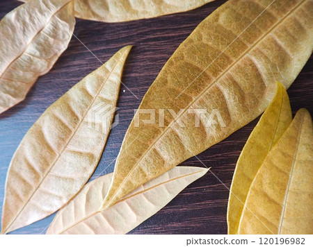 Fallen leaves (Pachira) 2 120196982