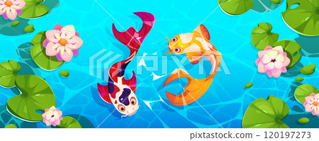 Chinese koi fish and lotus top view pond vector 120197273
