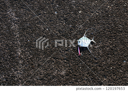 堤岸捕獲的釣魚結果釣魚 ithiki mackerelstring mackerelAlectis ciliaris 120197653