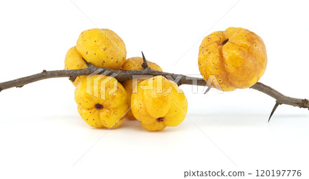 Yellow Chaenomeles japonica on Thorny Branch Against White Background Yellow Chaenomeles japonica on Thorny Branch Against White Background 120197776