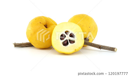 Fresh Quince Fruits with Branches on Isolated White Background Fresh Quince Fruits with Branches on Isolated White Background 120197777