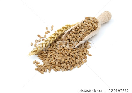 Wheat grain seeds spilling from wooden scoop 120197782