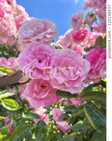 桃紅色玫瑰在藍天發光 桃紅色玫瑰在藍天發光 120198437