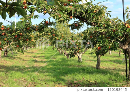 Persimmon tree and persimmon 120198445