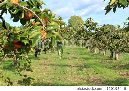 Persimmon tree and persimmon 120198446
