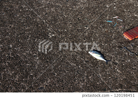 從堤壩釣魚鍍金竹莢魚 120198451