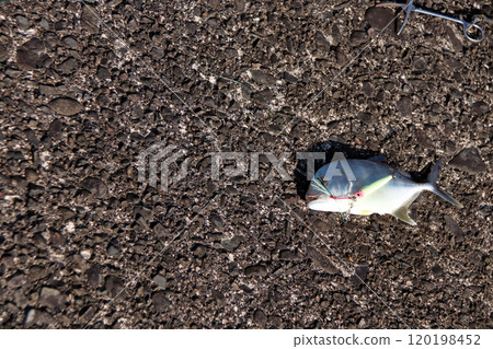 從堤壩釣魚鍍金竹莢魚 從堤壩釣魚鍍金竹莢魚 120198452