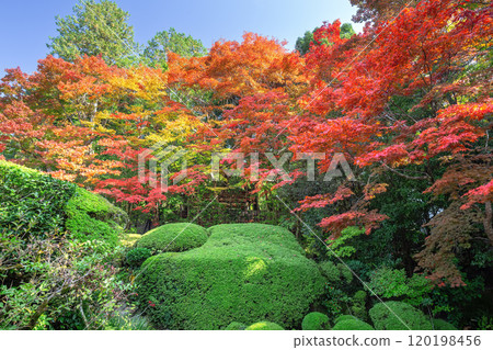 秋天的資生堂 120198456