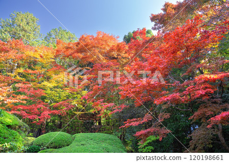 秋天的資生堂 120198661