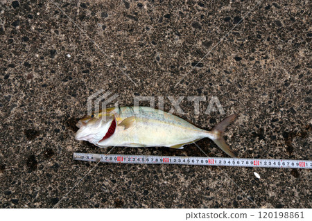 Fishing results from the embankment: Amberjack, Shio, Kanpachi 120198861