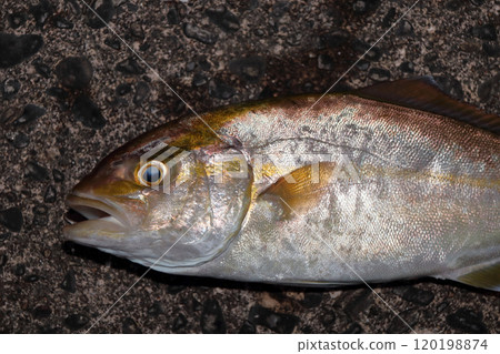 從堤壩捕獲的鰤魚 Shio Kanpachi Kanpachi 120198874