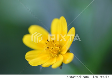 American sea cucumber flower 120199013