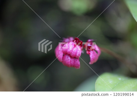 Bulbophyllum coloriferum flower Bulbophyllum coloriferum flower 120199014
