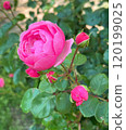 深粉色玫瑰 120199025