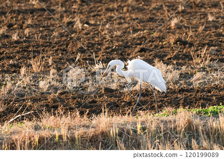 Heron wild bird 120199089