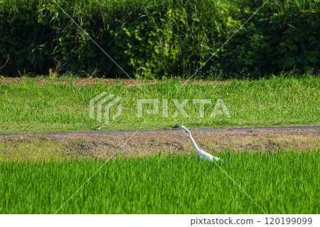 Heron wild bird Heron wild bird 120199099