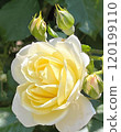 美麗的黃玫瑰 120199110