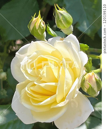 Beautiful yellow rose 120199110