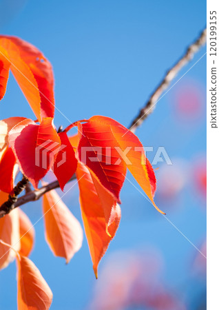 Autumn leaves of cherry blossoms on the Shinano River and Yasuragi Embankment 120199155