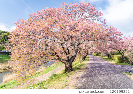 A road lined with Kawazu cherry blossoms in full bloom against the blue sky A road lined with Kawazu cherry blossoms in full bloom against the blue sky 120199231