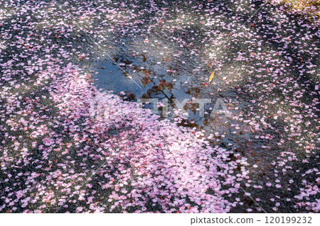 飄落的櫻花和倒映在水面上的櫻花 120199232