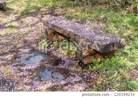 Fallen Kawazu cherry blossom petals and a bench Fallen Kawazu cherry blossom petals and a bench 120199233