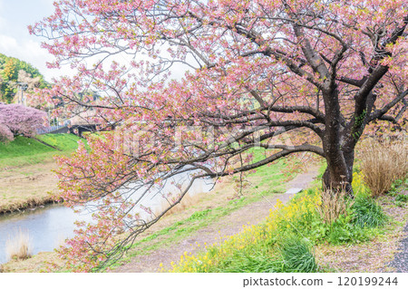 Kawazu cherry blossoms blooming on the bank 120199244