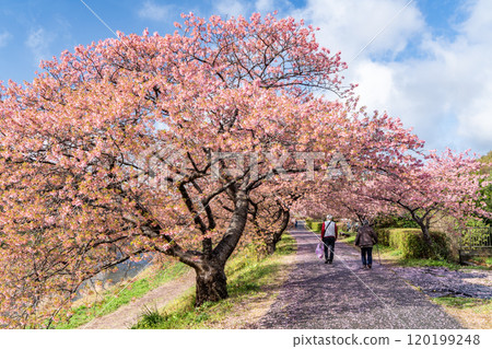 People strolling along the Kawazu cherry blossom trees in full bloom under a blue sky People strolling along the Kawazu cherry blossom trees in full bloom under a blue sky 120199248