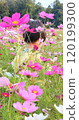 Cosmos field and a boy 120199300
