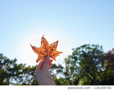 秋天女人手握美麗藍天與落葉的風景 秋天女人手握美麗藍天與落葉的風景 120199336