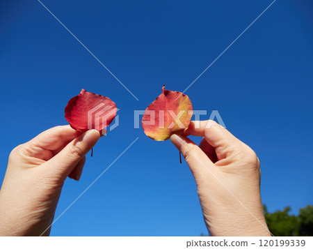女人手握秋紅落葉和美麗藍天的風景 女人手握秋紅落葉和美麗藍天的風景 120199339