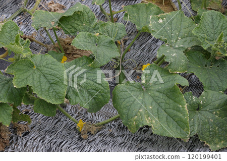 A cucumber field in mid-November 120199401