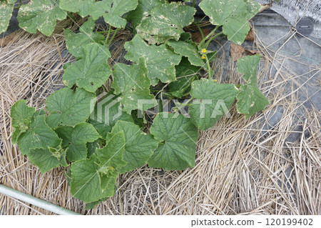 A cucumber field in mid-November 120199402