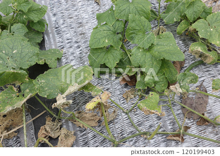 A cucumber field in mid-November 120199403