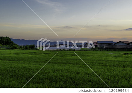 Midsummer rice fields, growing rice, dusk scenery 120199484