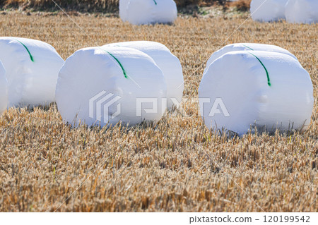 Silage Whole Crop 120199542
