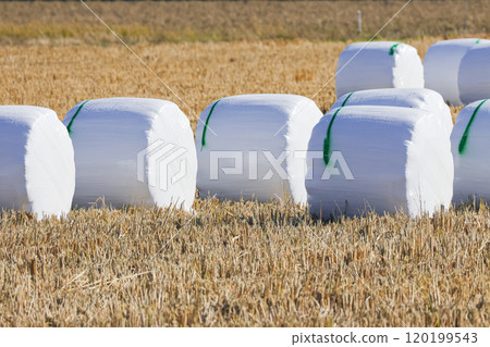 Silage Whole Crop 120199543