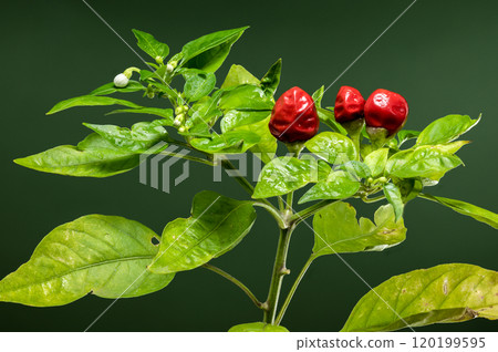Ornamental pepper Aladdin on a green background Ornamental pepper Aladdin on a green background 120199595