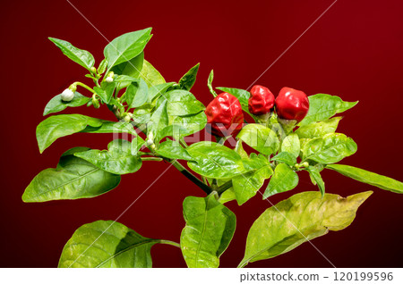 Ornamental pepper Aladdin on a red background Ornamental pepper Aladdin on a red background 120199596