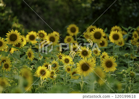 Sunflower field at sunset, summer landscape 120199618