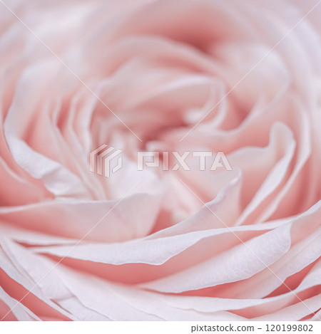 Abstract floral background, pink pale rose flower petals, soft focus. Macro flowers backdrop for holiday brand design 120199802
