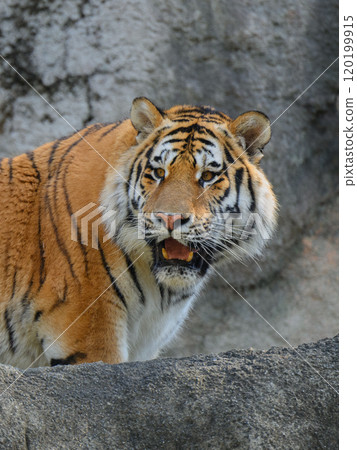Amur tiger on rocks Amur tiger on rocks 120199915