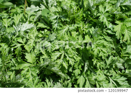 艾草包裹著春天的柔和光芒 120199947