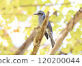 A brown-eared bulbul with a yellow ginkgo tree in the background 120200044