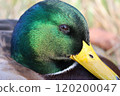 Close-up of a male mallard 120200047