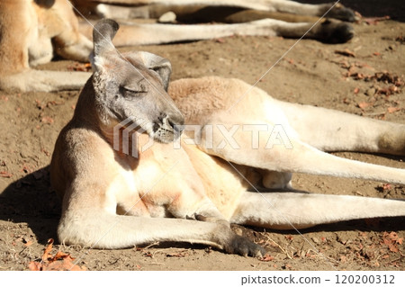 躺著的袋鼠的形象 120200312