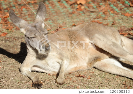 Image of a lying kangaroo 120200313