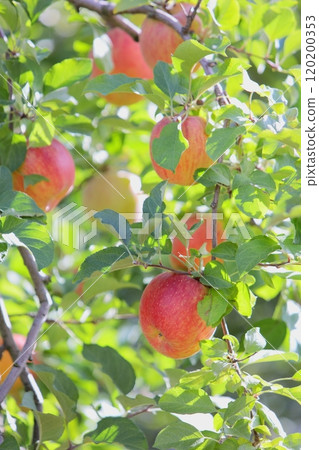 Red-colored Fuji apples [Sun Fuji] 120200353