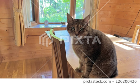 A 4-year-old cat sitting on the dining table of a log cabin 120200426