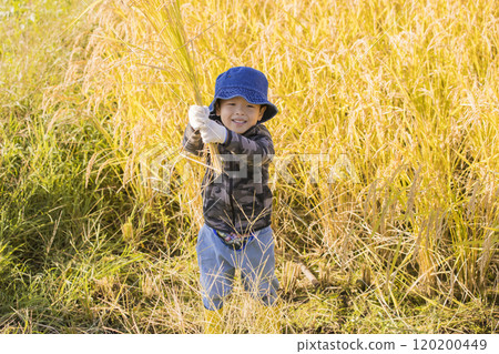 A boy holding a bundle of harvested rice - rice harvesting image A boy holding a bundle of harvested rice - rice harvesting image 120200449
